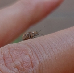 Pantomorus cervinus