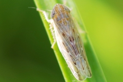 Psammotettix alienus