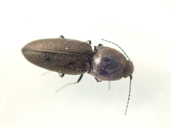 Elateridae