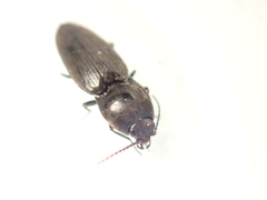 Elateridae