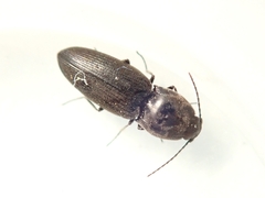 Elateridae