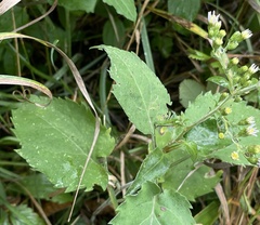 Symphyotrichum drummondii