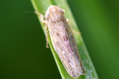 Psammotettix alienus