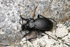 Carabus hortensis