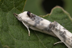 Antaeotricha