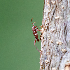 Neoclytus cacicus