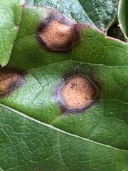 Phyllosticta ampelicida