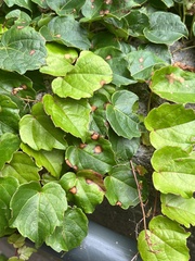 Phyllosticta ampelicida