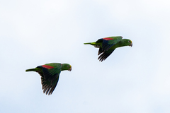 Amazona ochrocephala