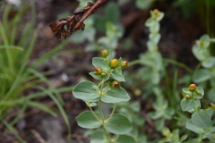 Hypericum scouleri