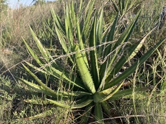 Agave univittata