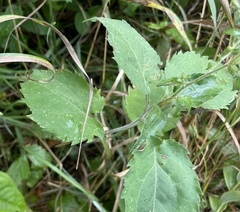 Symphyotrichum drummondii