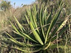 Agave univittata