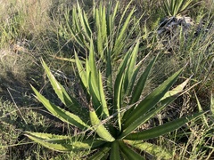 Agave univittata