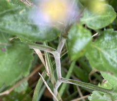 Symphyotrichum drummondii