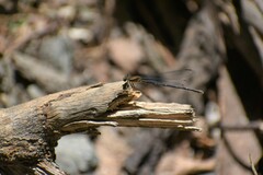 Argia moesta
