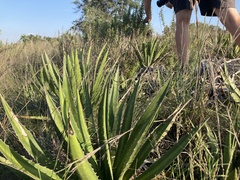 Agave univittata