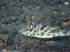 Sphoeroides marmoratus