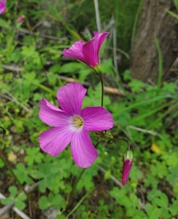 Oxalis arenaria