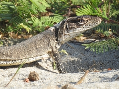 Callopistes flavipunctatus