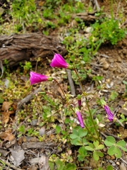 Oxalis arenaria
