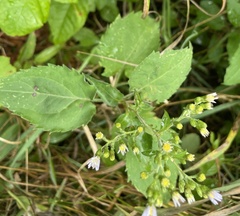 Symphyotrichum drummondii