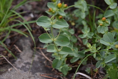 Hypericum scouleri