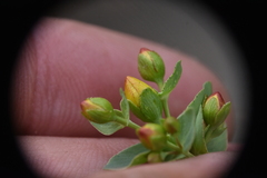 Hypericum scouleri