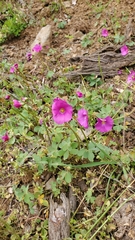 Oxalis arenaria