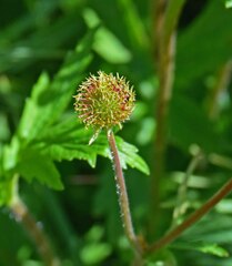 Geum aleppicum