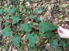 Pulmonaria