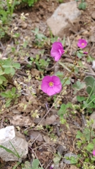 Oxalis arenaria