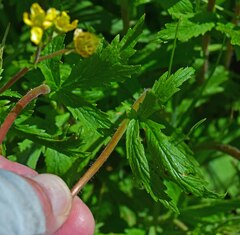 Geum aleppicum
