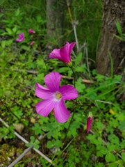 Oxalis arenaria