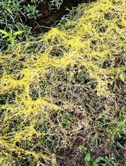 Cuscuta campestris