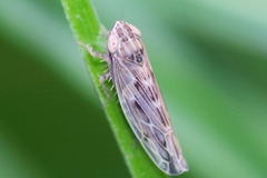 Psammotettix alienus