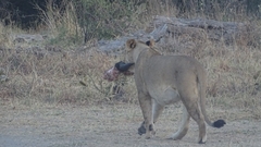 Panthera leo melanochaita
