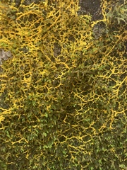 Fuligo septica