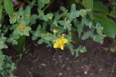 Hypericum scouleri