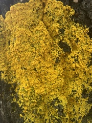 Fuligo septica
