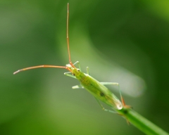 Trigonotylus caelestialium