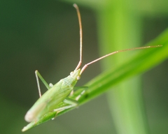 Trigonotylus caelestialium