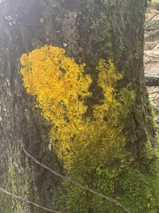 Fuligo septica
