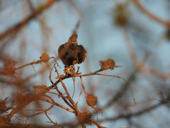 Patagioenas maculosa