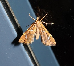 Musotima nitidalis