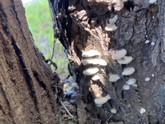 Rigidoporus populinus