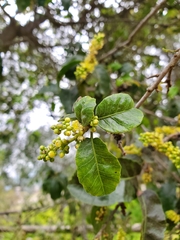 Schinus latifolia