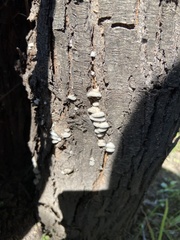 Rigidoporus populinus