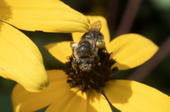 Colletes compactus compactus
