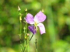 Rhexia nashii